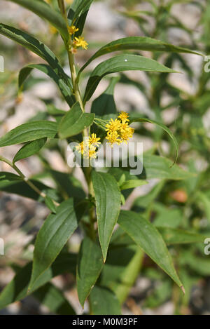 Solidago gigantea Foto Stock