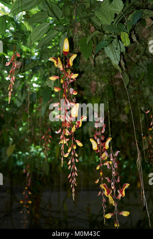 Thunbergia mysorensis Foto Stock