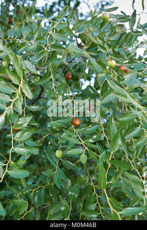 Ziziphus jujuba Foto Stock