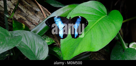 Vivid big blue butterfly seduti sulle foglie Foto Stock