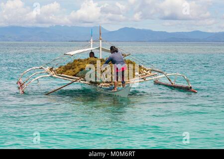 Filippine,Palawan,Roxas,Isola verde baia,Johnson isola,giovane riportando Agar agar da loro alghe farm Foto Stock