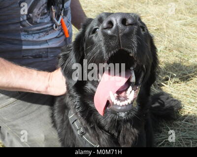 Bellissimo appartamento felice rivestite Retriever ritratto Foto Stock