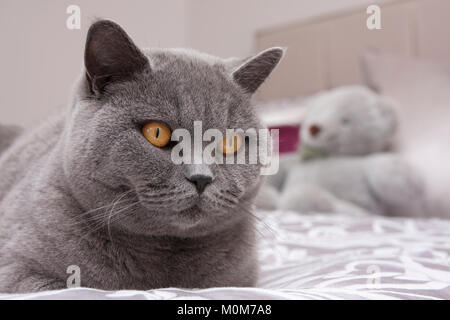 British Shorthair blu gatto adulto Foto Stock