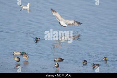 Dalian, Dalian, Cina. Xx gen, 2018. Dalian, Cina-20th Gennaio 2018: Gabbiani raccogliere in bordo di mare di Dalian, a nord-est della Cina di Provincia di Liaoning. Credito: SIPA Asia/ZUMA filo/Alamy Live News Foto Stock