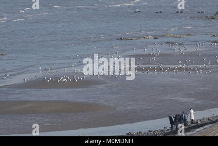Dalian, Dalian, Cina. Xx gen, 2018. Dalian, Cina-20th Gennaio 2018: Gabbiani raccogliere in bordo di mare di Dalian, a nord-est della Cina di Provincia di Liaoning. Credito: SIPA Asia/ZUMA filo/Alamy Live News Foto Stock