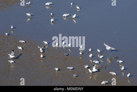 Dalian, Dalian, Cina. Xx gen, 2018. Dalian, Cina-20th Gennaio 2018: Gabbiani raccogliere in bordo di mare di Dalian, a nord-est della Cina di Provincia di Liaoning. Credito: SIPA Asia/ZUMA filo/Alamy Live News Foto Stock