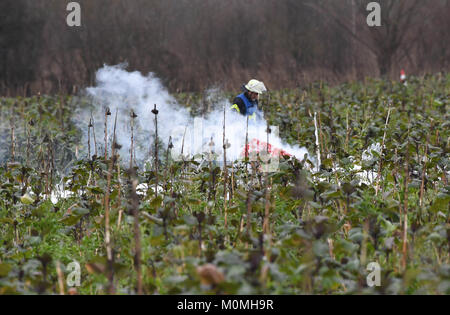 Oberhausen-Rheinhausen, Germania. 23 gen 2018. Un vigile del fuoco che fissano il sito incidente in cui un velivolo di piccole dimensioni e un elicottero schiantato a metà in aria in Oberhausen-Rheinhausen, Germania, 23 Gennaio 2018Credito: dpa picture alliance/Alamy Live News Foto Stock