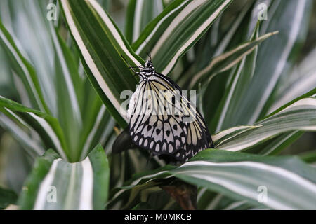 Surrey, Regno Unito, 23 gen 2018. Farfalle in The Glasshouse, giardino RHS Wisley. Evento speciale dal 13 gennaio al 4 marzo 2018, che prevede la possibilità di vedere farfalle tropicali battenti circa in serra. Ninfa ad albero (Idea leuconeo). Credito: Ian bottiglia/Alamy Live News Foto Stock