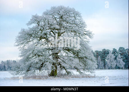 Un gelido Grand Old Oak una giornata di gennaio in Uppland, Svezia Foto Stock