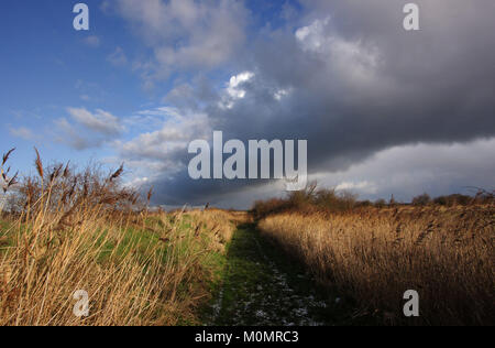 Paesaggi invernali intorno Stodmarsh, Kent, Inghilterra, Gran Bretagna Foto Stock