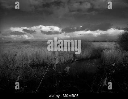 Paesaggi invernali intorno Stodmarsh, Kent, Inghilterra, Gran Bretagna Foto Stock