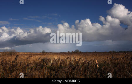 Paesaggi invernali intorno Stodmarsh, Kent, Inghilterra, Gran Bretagna Foto Stock