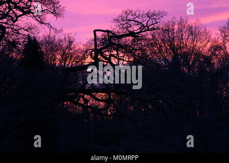 Rosa e viola tramonto in inverno a RHS Garden,Harlow Carr,Harrogate,North Yorkshire, Inghilterra, Regno Unito. Foto Stock