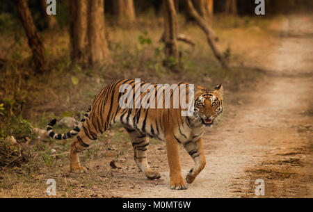 Royal tigre del Bengala sulla pista forestale nel parco di cittadino di Corbett Foto Stock