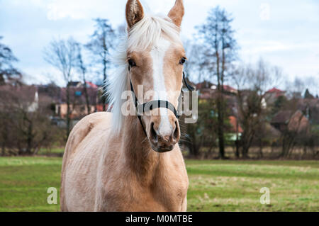 Una vista frontale di un cavallo al pascolo su un prato Foto Stock