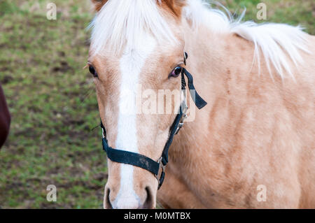 Una vista frontale di un cavallo al pascolo su un prato Foto Stock