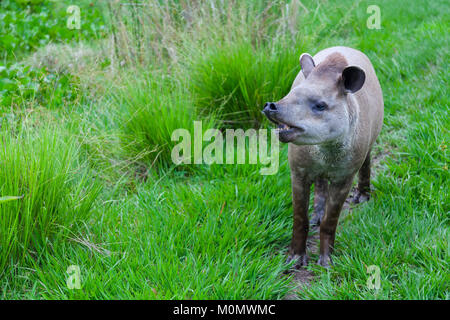 Primo piano di un Sud Americana Tapiro Nome scientifico: Tapirus terrestris Stock Foto Stock