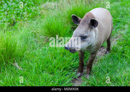 Primo piano di un Sud Americana Tapiro Nome scientifico: Tapirus terrestris Stock Foto Stock