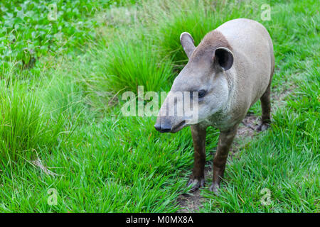 Primo piano di un Sud Americana Tapiro Nome scientifico: Tapirus terrestris Stock Foto Stock