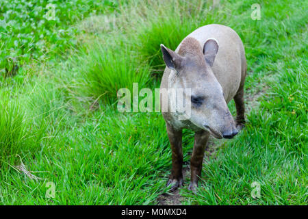 Primo piano di un Sud Americana Tapiro Nome scientifico: Tapirus terrestris Stock Foto Stock