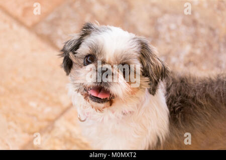 Un sorridente shitzu cane osservando la telecamera con uno sfondo neutro Foto Stock