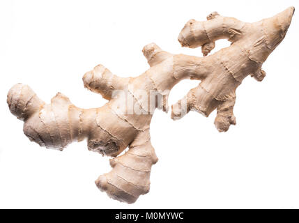 Lo zenzero fresco rizoma o di radice di zenzero. Isolato su sfondo bianco. Foto Stock