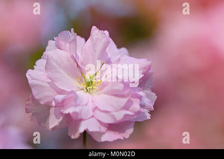 Close-up immagine della splendida fioritura di primavera "Prunus Kanzan' rosa fiori di ciliegio fiori Foto Stock