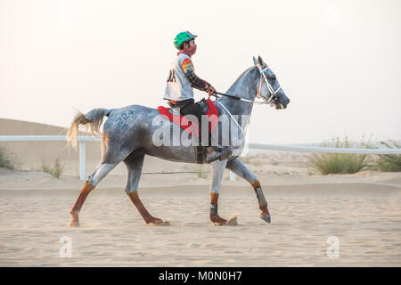 Un atletico rider competere in una lunga distanza di gara endurance nel deserto al tramonto. Dubai, EAU. Foto Stock