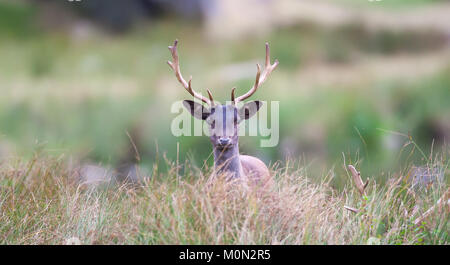 Allerta, cervo maschio con la faccia nera in piedi, nascondendosi in erba alta, di fronte, fissando. Foto Stock
