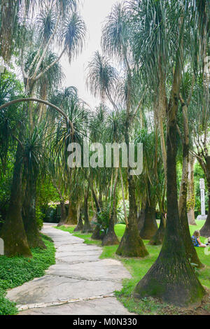 Inhotim Institute è un museo e il museo di arte contemporanea e il giardino botanico situato in Brumadinho, Brasile - Beaucarnea, coda di cavallo Palm Foto Stock