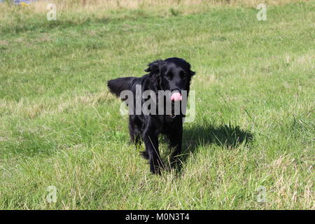 Salvato Flat Coat retriever godendo la vita in ambienti interni ed esterni Foto Stock