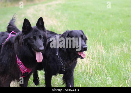 Hollie e Toby estate a piedi salvato pastore belga e Flat Coat retriever Foto Stock