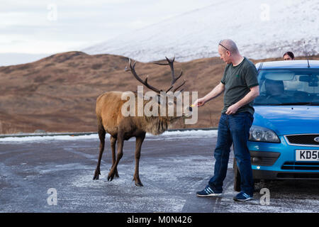 L'uomo alimentando un cervo a Loch Tulla Viewpoint Foto Stock