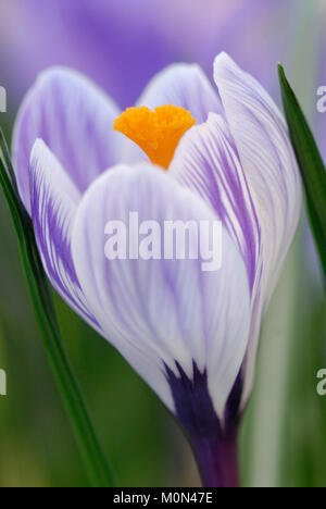 Crocus " Pickwick'- Krokus Foto Stock