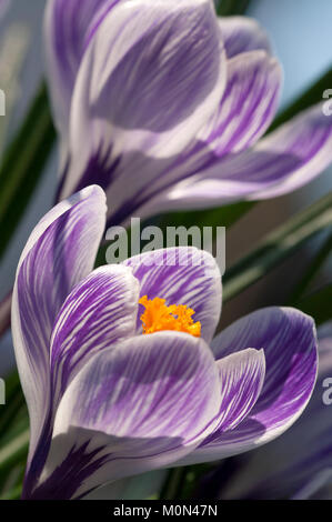 Crocus " Pickwick'- Krokus Foto Stock