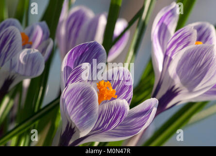 Crocus " Pickwick'- Krokus Foto Stock