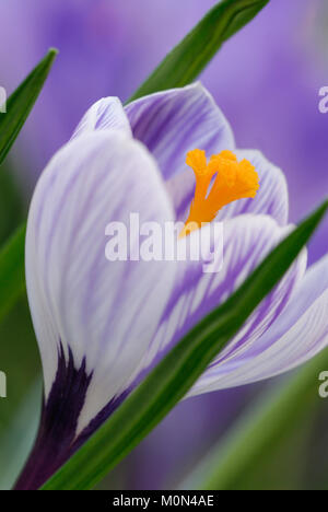 Crocus " Pickwick'- Krokus Foto Stock