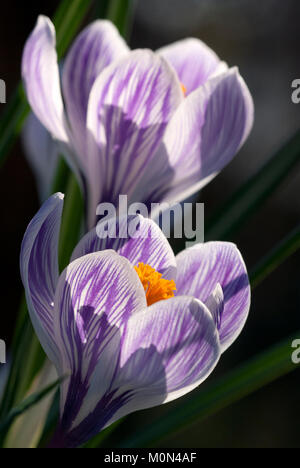 Crocus " Pickwick'- Krokus Foto Stock