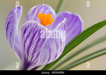 Crocus " Pickwick'- Krokus Foto Stock