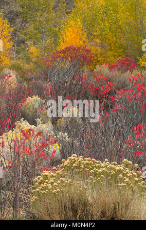 Un giardino selvaggio di piante lungo un streambed nel grande bacino deserto di Washington. Rabbitbrush, salvia, sumac e pioppi neri americani fanno per un colorato caduta. Foto Stock