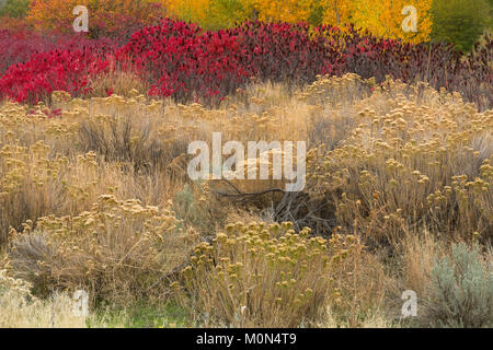 Un giardino selvaggio di piante lungo un streambed nel grande bacino deserto di Washington. Rabbitbrush, salvia, sumac e pioppi neri americani fanno per un colorato caduta. Foto Stock