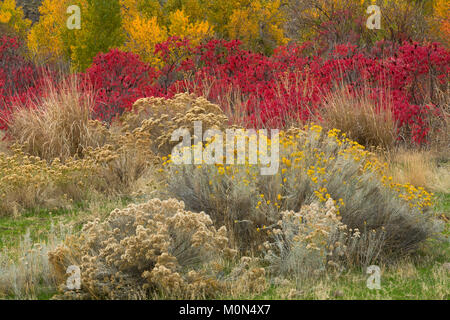 Un giardino selvaggio di piante lungo un streambed nel grande bacino deserto di Washington. Rabbitbrush, salvia, sumac e pioppi neri americani fanno per un colorato caduta. Foto Stock