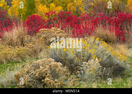Un giardino selvaggio di piante lungo un streambed nel grande bacino deserto di Washington. Rabbitbrush, salvia, sumac e pioppi neri americani fanno per un colorato caduta. Foto Stock
