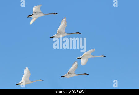 Il gregge di trumpeter swans volare nel cielo blu sopra il lago Saylorville, Iowa Foto Stock