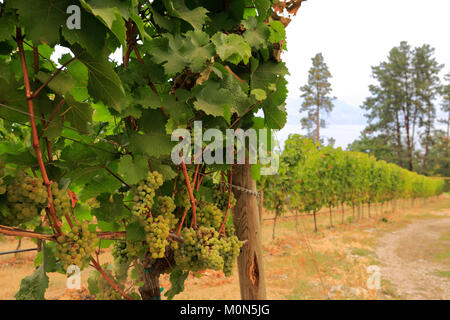 Il Cedar Creek Winery, West Kelowna, Okanagan Valley, British Columbia, Canada Foto Stock