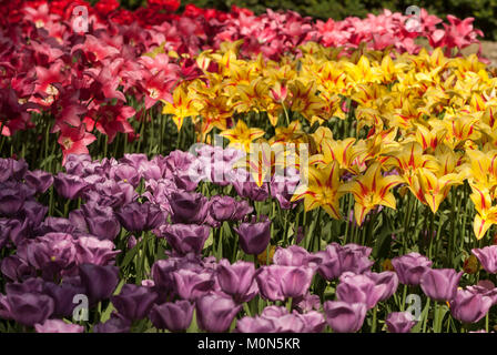 Tulpenbeete im Niederlande Keukenhof Keukenhof - Paesi Bassi Foto Stock