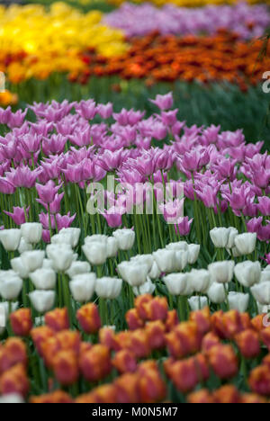 Tulpenbeete im Niederlande Keukenhof Keukenhof - Paesi Bassi Foto Stock