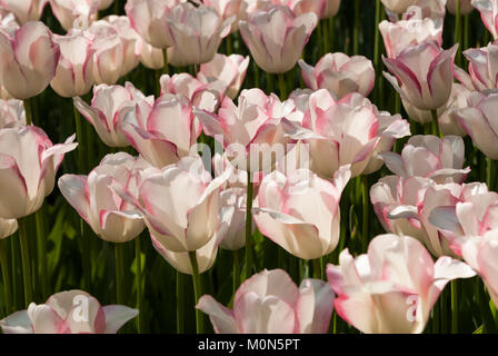 Tulpenbeet - i tulipani Foto Stock