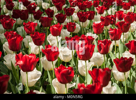 Tulpenbeet - i tulipani Foto Stock