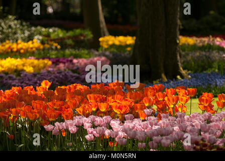 Tulpenbeete im Niederlande Keukenhof Keukenhof - Paesi Bassi Foto Stock